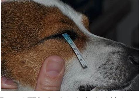 canine tear production test|schirmer tear test results.